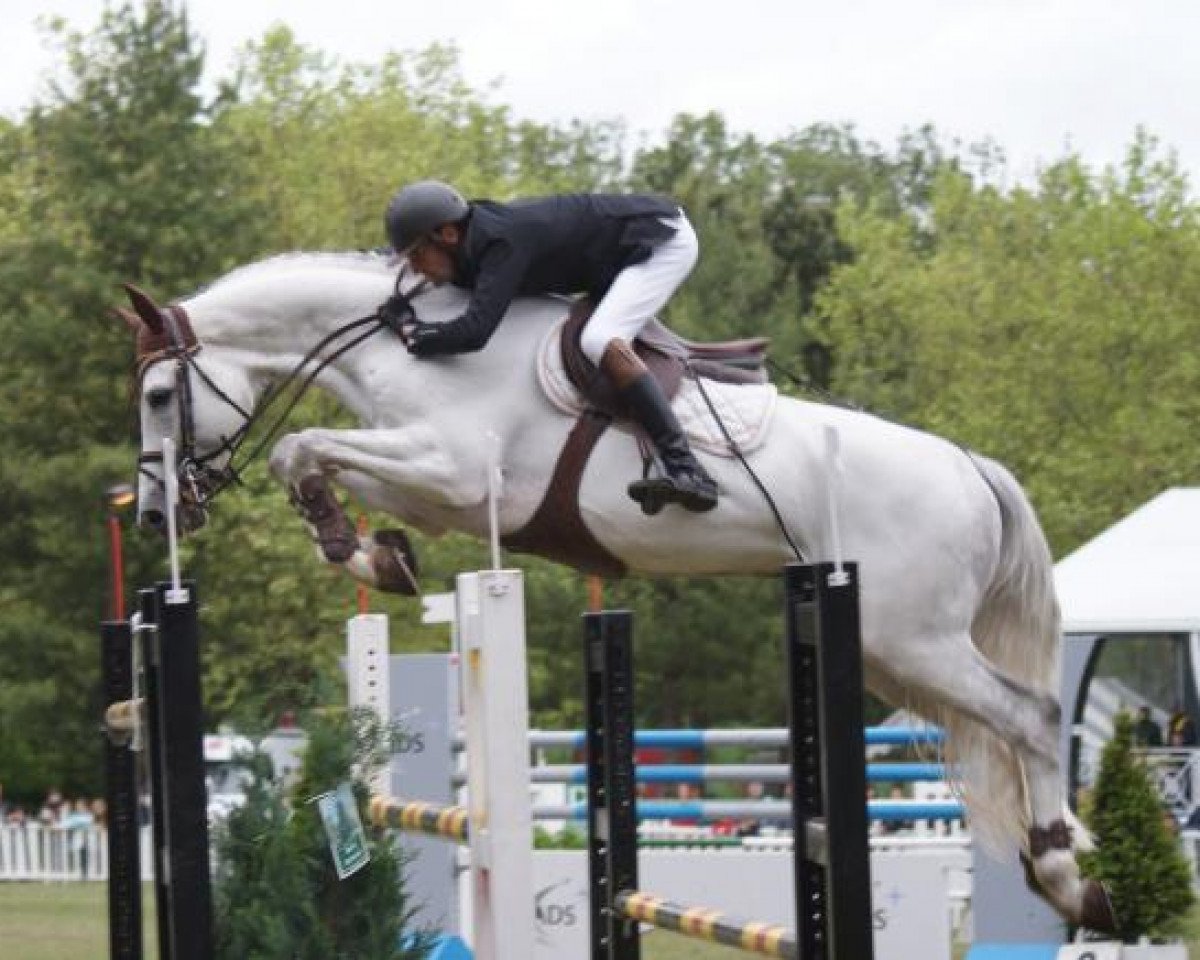 stallion Mercredi de Mars (Selle Français, 2000, from Carthago)