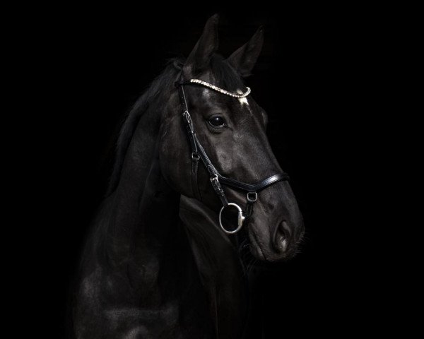 broodmare First Fame 2 (Westphalian, 2011, from Florestano)