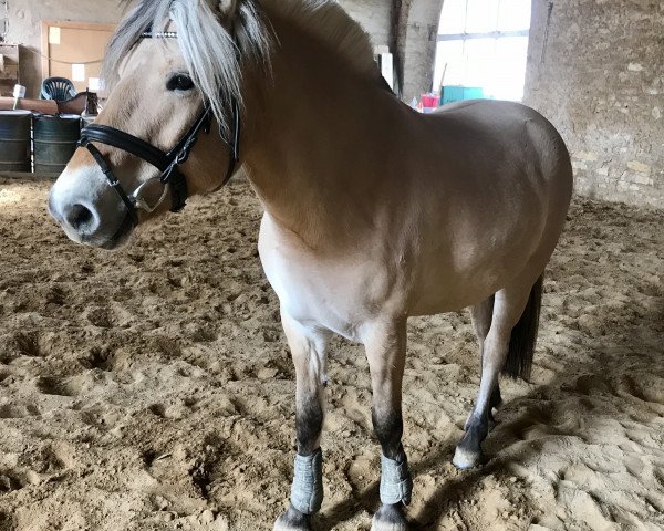 dressage horse Siri (Fjord Horse, 2015, from Birkens Odin)