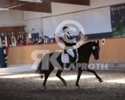 dressage horse Kantje's Djodi (New Forest Pony, 2008, from Justice H.R.)