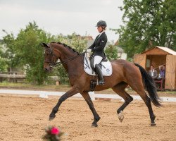 dressage horse Violetta SH (Westphalian, 2006, from Van the Man)