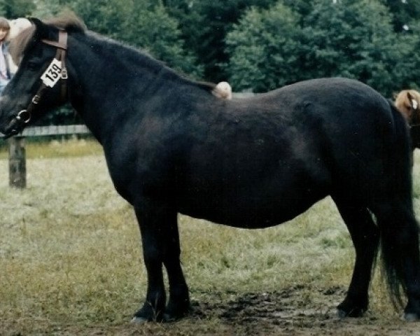 Zuchtstute Värends Dolly (Shetland Pony, 1969, von Kålltorps Emil)