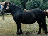 broodmare Värends Dolly (Shetland Pony, 1969, from Kålltorps Emil)