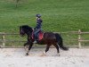 Dressurpferd Nick (Welsh-Cob (Sek. C), 2013, von Moelwyn Paolo)