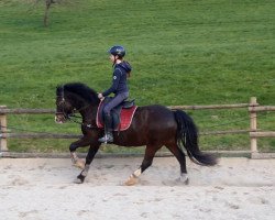 dressage horse Nick (Welsh-Cob (Sek. C), 2013, from Moelwyn Paolo)