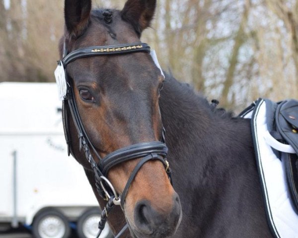 broodmare Sabatini 16 (Hanoverian, 2006, from Showdown)