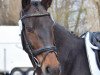 broodmare Sabatini 16 (Hanoverian, 2006, from Showdown)