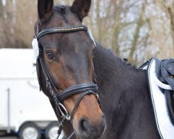 broodmare Sabatini 16 (Hanoverian, 2006, from Showdown)