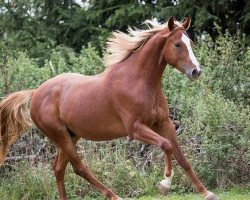 horse Rockabilly (Württemberger, 2017, from Roxett)