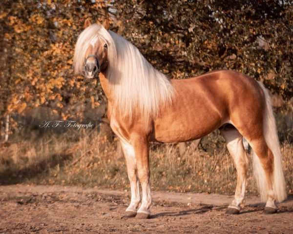 horse Nordbube vom Eschachtal (Haflinger, 2008, from Nautilus)