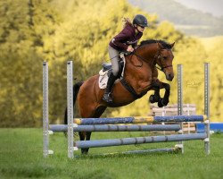 dressage horse Velina ES (German Riding Pony, 2006, from Cobold)