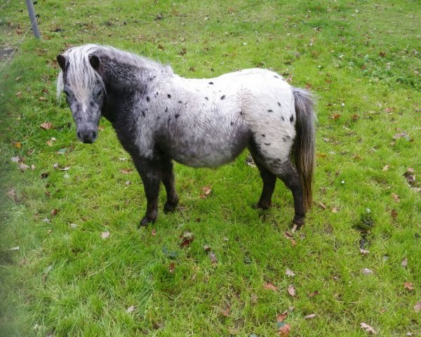 Pferd Charley´s Diamond v.d.Hess (Nederlands Appaloosa Pony,  , von Charley van de Birkenhoeve)