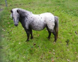 Pferd Charley´s Diamond v.d.Hess (Nederlands Appaloosa Pony,  , von Charley van de Birkenhoeve)