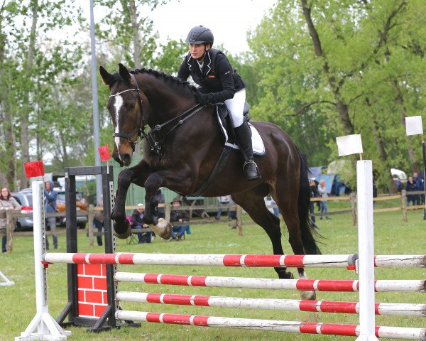 jumper Cortez 75 (German Sport Horse, 2012, from Criffindor)