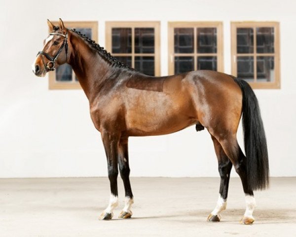 stallion Quite Great (German Sport Horse, 2016, from Quite Easy I)