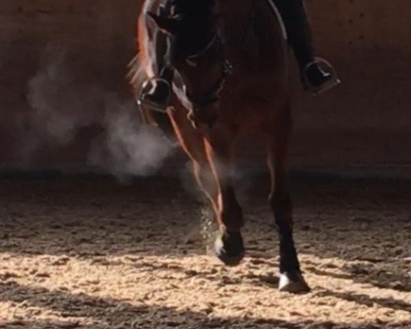 horse Fidelio (Trakehner, 2016, from Icare d'Olympe AA)