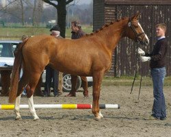 broodmare Jeversche Anna (Oldenburg, 2005, from Rouletto)