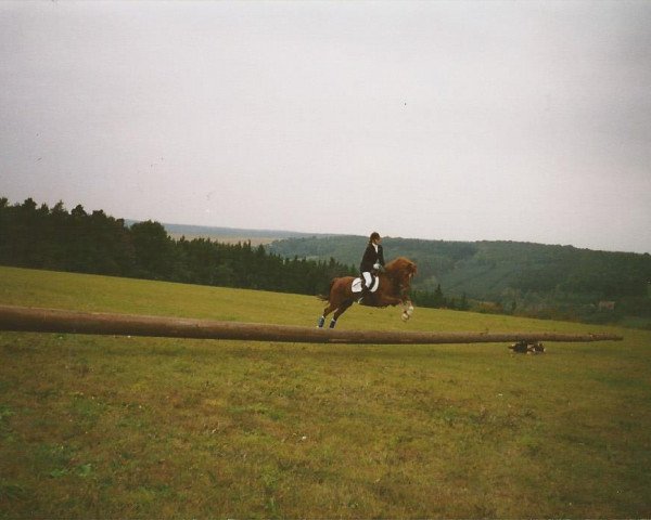 broodmare Hollywood (German Riding Pony, 1985, from Herkules)