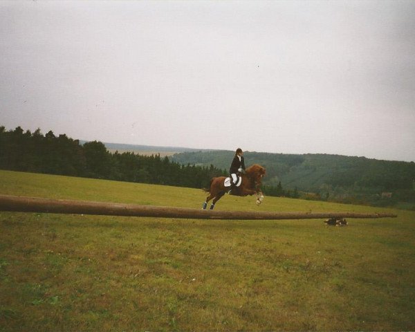 Zuchtstute Hollywood (Deutsches Reitpony, 1985, von Herkules)