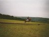 broodmare Hollywood (German Riding Pony, 1985, from Herkules)