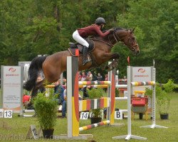 jumper Savannah Ha (Hanoverian, 2012, from Sir Shutterfly)