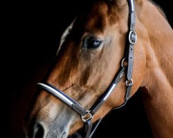 broodmare Lucy in the sky M (Rhinelander, 2012, from Lacordos)