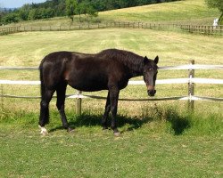 broodmare Wellgunde 3 (Westphalian,  , from Wellenreiter)