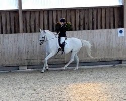 dressage horse Ri querida-Rosane (Hanoverian, 2000, from Rosentau)