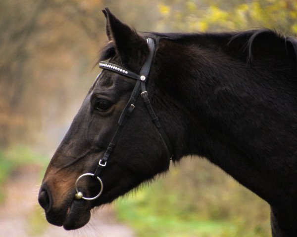 Springpferd Kassiopeia (sonstiges Warmblut, 2000, von Joker 231)