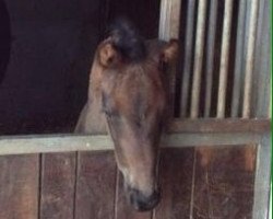 dressage horse Midnight W (Rhinelander, 2013, from E.H. Millennium)