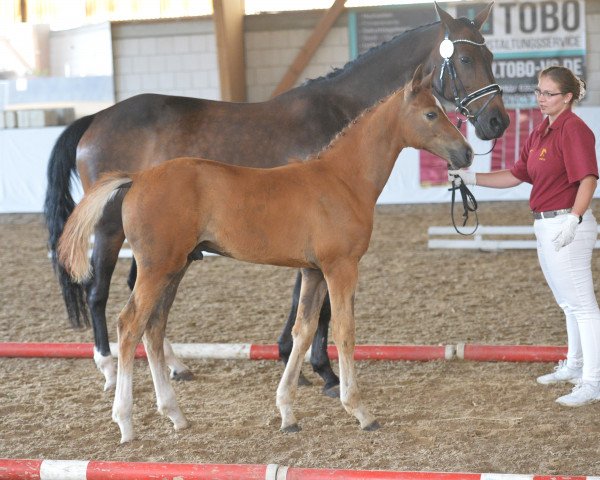 jumper Octaviano (German Sport Horse, 2019, from Octavio)