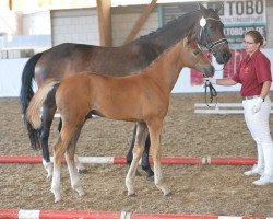 Pferd Octaviano (Deutsches Sportpferd, 2019, von Octavio)