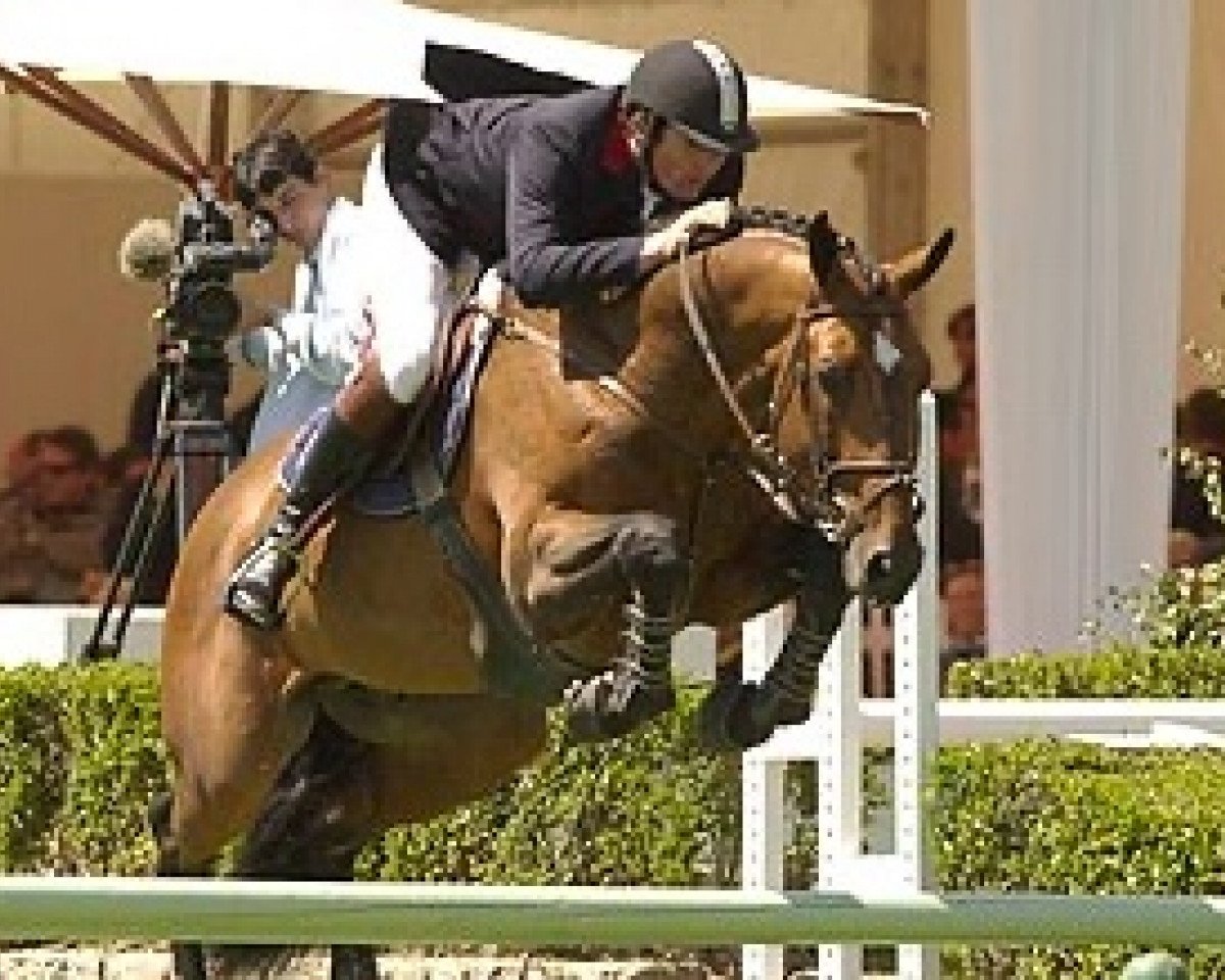stallion Ivory Star (Selle Français, 1996, from Arpege Pierreville)