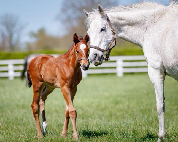 broodmare Valima xx (Thoroughbred, 2002, from Linamix xx)