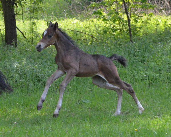 dressage horse Delphini Riddle (German Riding Pony, 2019, from Dance Star AT)