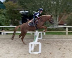 Dressurpferd Gerine Hoeve's Dominique (Welsh Pony (Sek.B), 2006, von Hogeland's Nandor)