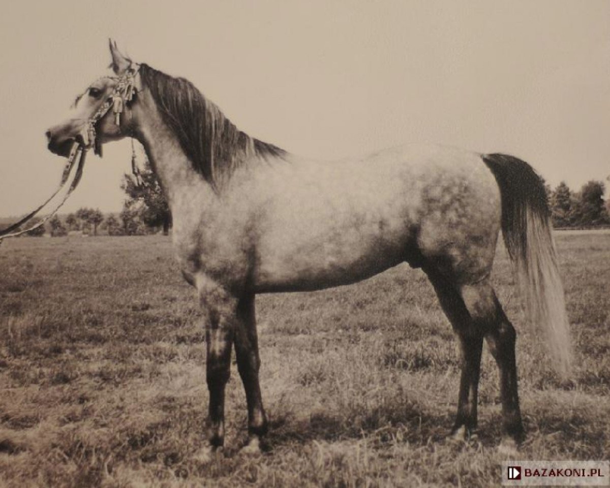 stallion Elf 1963 ox (Arabian purebred, 1963, from Aquinor 1951 ox)
