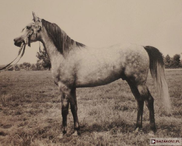 stallion Elf 1963 ox (Arabian thoroughbred, 1963, from Aquinor 1951 ox)