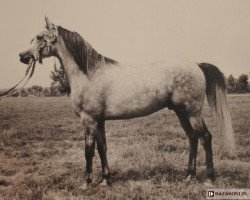 stallion Elf 1963 ox (Arabian thoroughbred, 1963, from Aquinor 1951 ox)