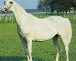 broodmare Kometa ox (Arabian thoroughbred, 1971, from Elf 1963 ox)