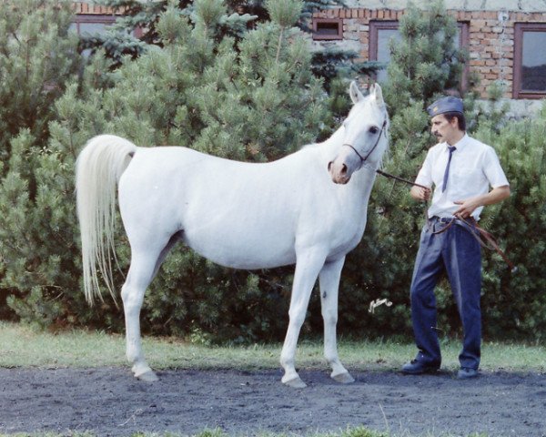 Zuchtstute Kabala 1978 ox (Vollblutaraber, 1978, von Palas ox)