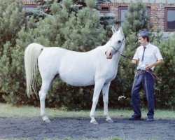 broodmare Kabala 1978 ox (Arabian thoroughbred, 1978, from Palas ox)