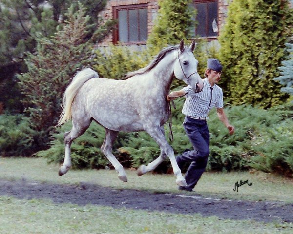 broodmare Kwesta ox (Arabian thoroughbred, 1986, from Pesennik ox)