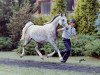 broodmare Kwesta ox (Arabian thoroughbred, 1986, from Pesennik ox)