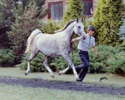 broodmare Kwesta ox (Arabian thoroughbred, 1986, from Pesennik ox)