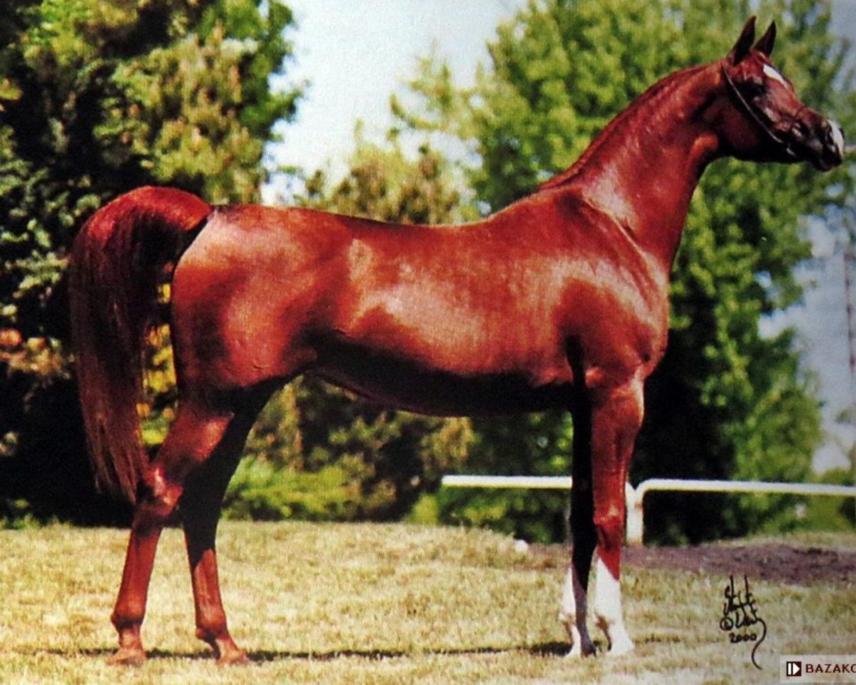 Zuchtstute Kwestura ox (Vollblutaraber, 1995, von Monogramm 1985 ox)
