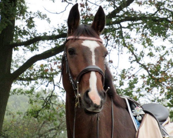 horse Pagan (Saxony-Anhaltiner, 2002, from Paparazzo)