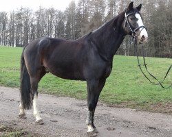 dressage horse Lesotho (German Sport Horse, 2007, from Lancelot Quainton)