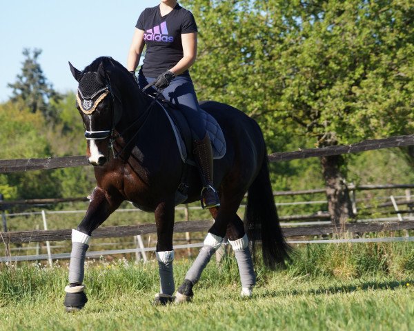 dressage horse Falek (Swedish Warmblood, 2010, from Singapore)