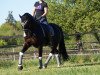 dressage horse Falek (Swedish Warmblood, 2010, from Singapore)